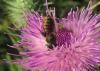 Megachile sp.